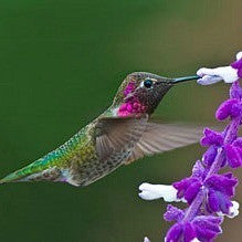 Hummingbird Garden - Gift Collection