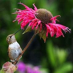 Hummingbird Garden - Gift Collection