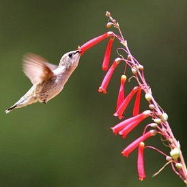 Hummingbird Garden - Gift Collection