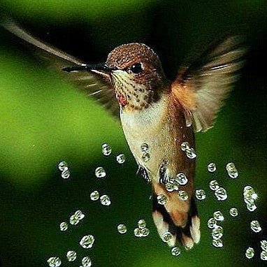Hummingbird Garden - Gift Collection