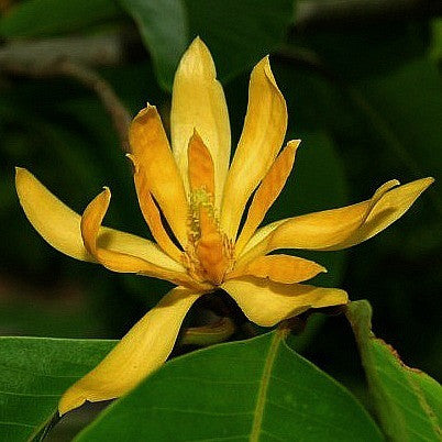 Michelia champaca   Joy Perfume Tree
