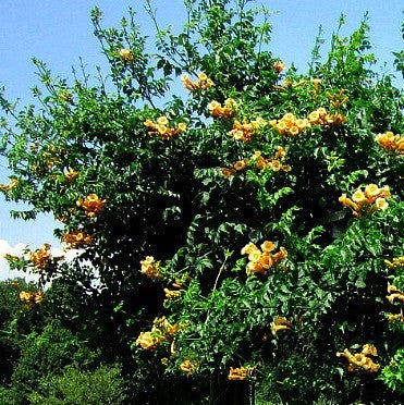 Campsis radicans flava - Golden Trumpet Vine
