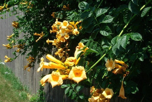 Campsis radicans flava - Golden Trumpet Vine