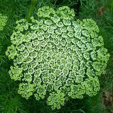 Ammi visnaga  Green Mist Laceflower