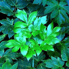 Ashitaba - Angelica keiskei -Tomorrow Leaf