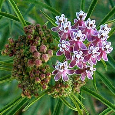 Asclepias fascicularis  - California Milkweed