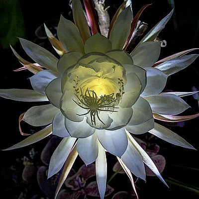 Dragon Fruit - Hylocereus triangularis