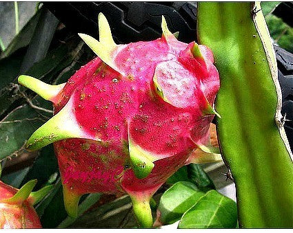 Dragon Fruit - Hylocereus triangularis