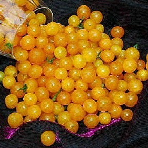 Gold Rush Currant  Wild Tomato
