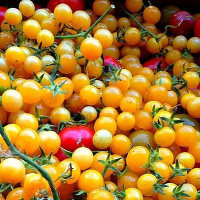 Gold Rush Currant  Wild Tomato