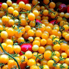 Gold Rush Currant  Wild Tomato