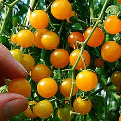 Gold Rush Currant  Wild Tomato