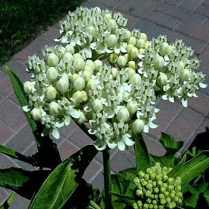 Asclepias incarnata  Milkweed 'Ice Ballet'