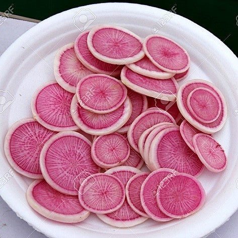 Pusa Gulabi  Exotic Pink Radish