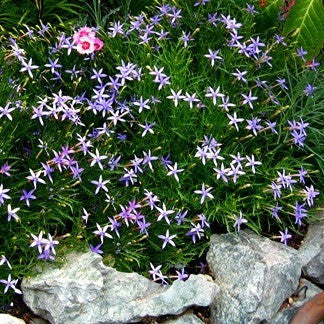 Blue Star Creeper - Laurentia -  Isotoma axilaris