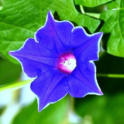 Kikyo-zaki Blue Picotee Morning Glory