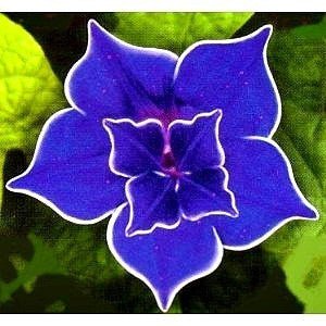 Kikyo-zaki - Japanese Morning Glory