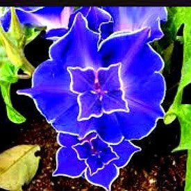 Kikyo-zaki - Japanese Morning Glory