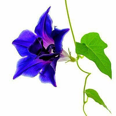 Kikyo-zaki - Japanese Morning Glory