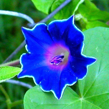 Kikyo-zaki - Japanese Morning Glory