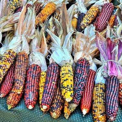 Painted Mountain Corn - Rare Heirloom seeds