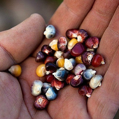 Painted Mountain Corn - Rare Heirloom seeds