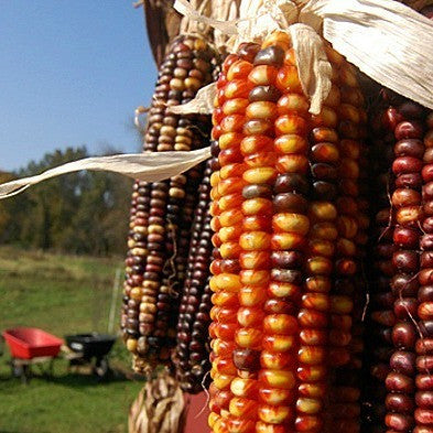 Painted Mountain Corn - Rare Heirloom seeds