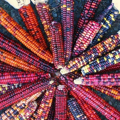 Painted Mountain Corn - Rare Heirloom seeds