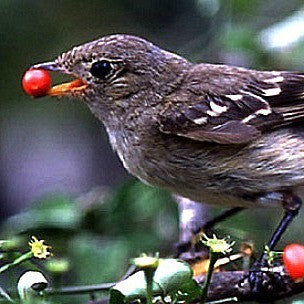 Pequin Pepper  - Bird Pepper