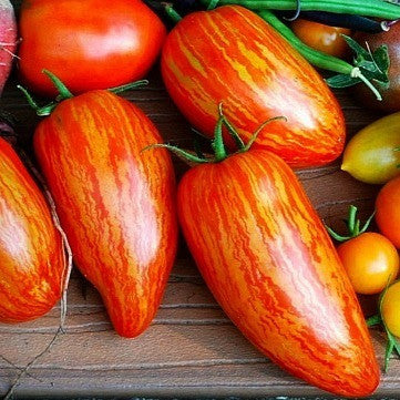 ​Striped Roman  Artisan Tomato