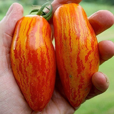 Striped Roman  Artisan Tomato