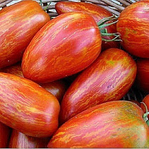 Striped Roman  Artisan Tomato