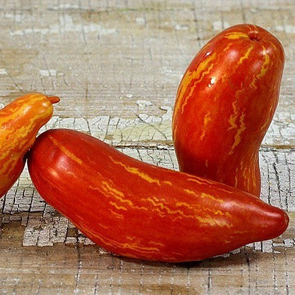 Striped Roman  Artisan Tomato