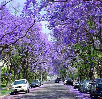 Jacaranda mimosifolia - Jacaranda Tree