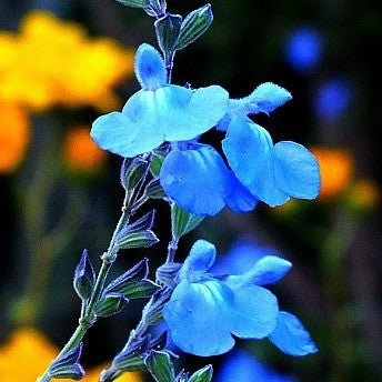 Salvia azurea - Prairie Sage