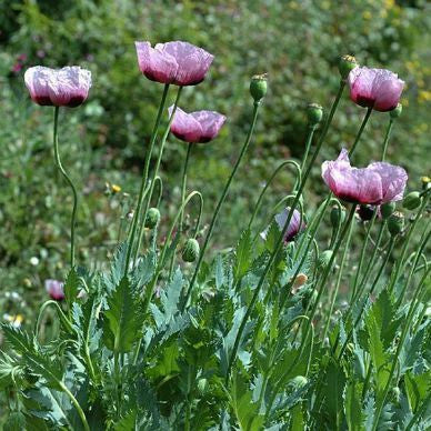 lavender poppy seeds Papaver somniferum
