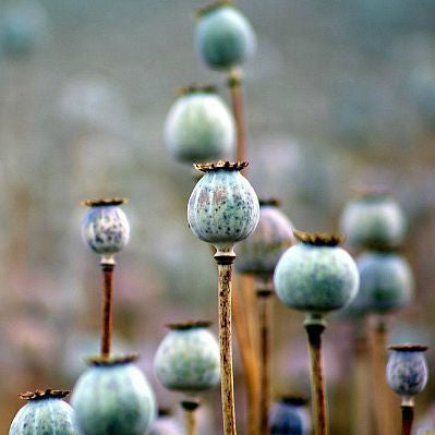 Papaver somniferum - Lavender Poppy