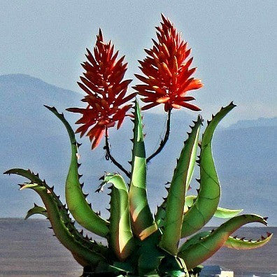 Aloe Species Collection - 15 mixed seeds