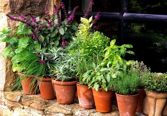Windowsill Herb Garden - Six Gourmet Herbs
