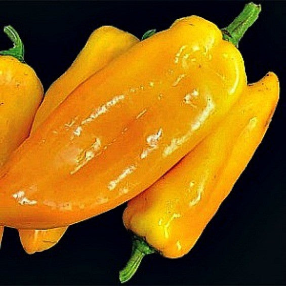 Golden Marconi - Italian Sweet Pepper