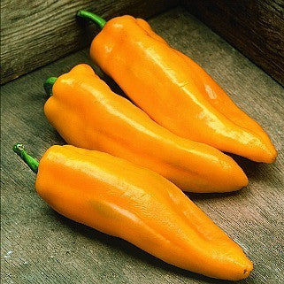 Golden Marconi - Italian Sweet Pepper