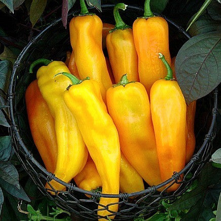 Golden Marconi - Italian Sweet Pepper