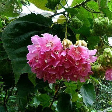 Dombeya burgessiae- Pink Wild Pear – Smart Seeds Emporium