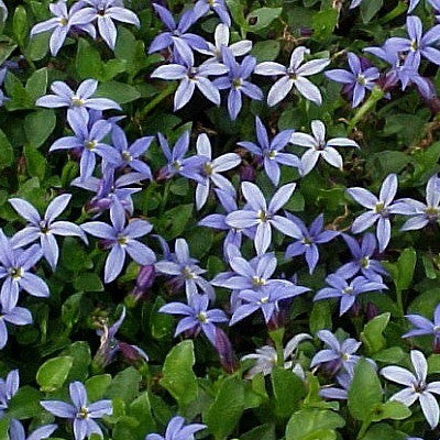 Blue Star Creeper - Laurentia -  Isotoma axilaris