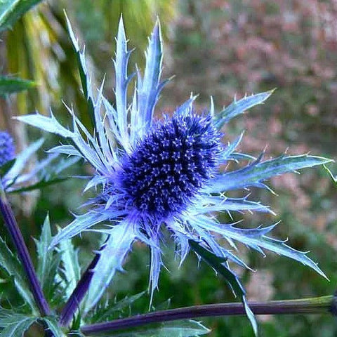 Eryngium planum - Blue Sea Holly