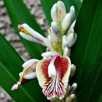 Alpinia galanga - Thai Ginger - Galangal