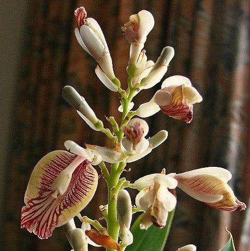 Alpinia galanga - Thai Ginger - Galangal