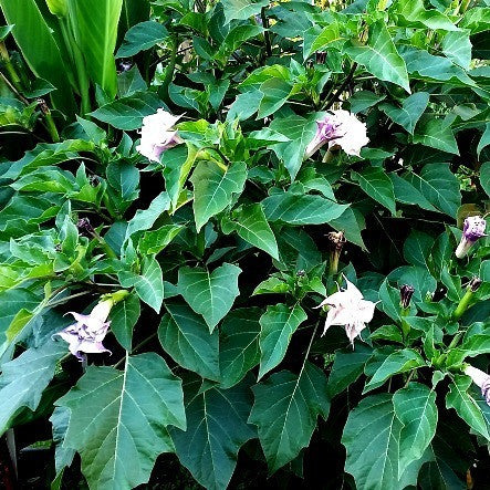 Datura metel fastuosa  - Purple Datura