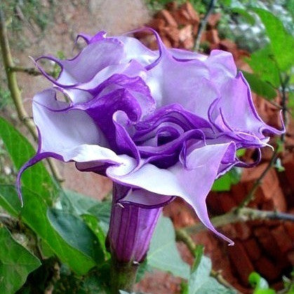 Datura metel fastuosa  - Purple Datura