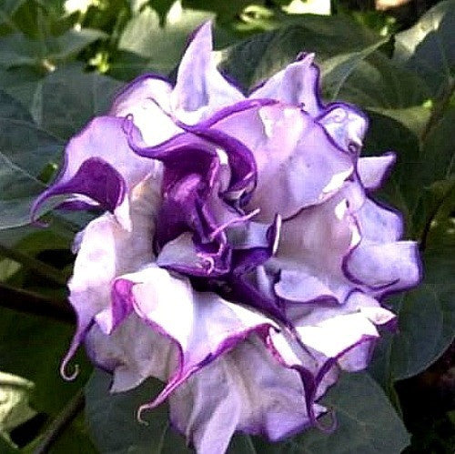Datura metel fastuosa  - Triple Purple Datura